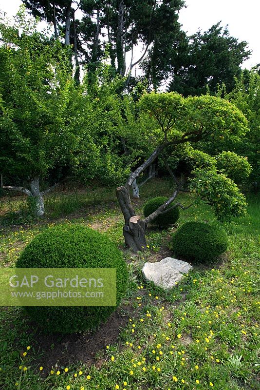 Garden of Marco Nucera with box balls and clipped tree - Provence, France