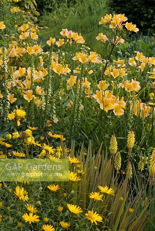 Yellow summer border with Buphthalmum, Kniphofia 'Maid of Orleans',  Alstroemeria 'Aimi', Digitalis lutea ssp australis and Oenothera - The Rainbow Garden, Hesketh Bank, Lancashire