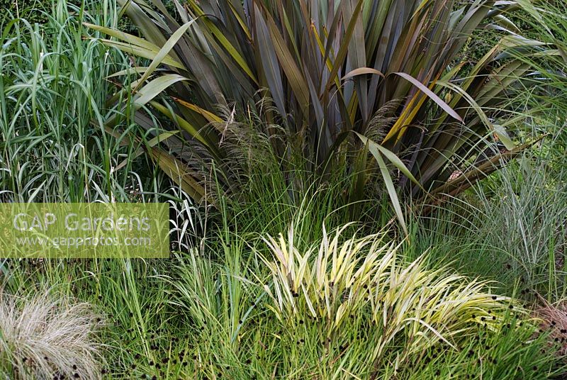 Ornamental grasses in a border - Hakonechloa macra 'Aureola', Deschampsia cespitosa, Phormium tenax 'Atropurpureum' and Miscanthus