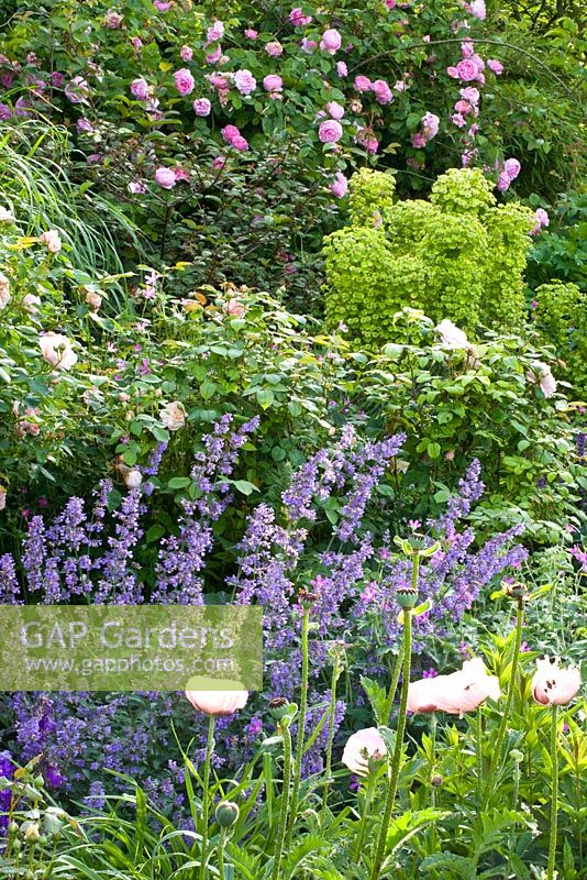 Euphorbia, Nepeta, Papaver orientale and Rosa 'Constance Spry' in mixed summer border