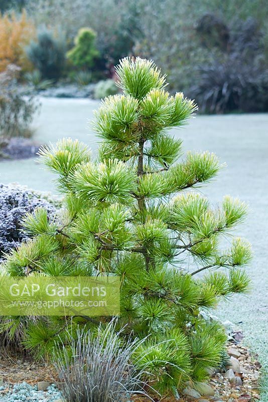 Pinus radiata 'Aurea' on a frosty winter 