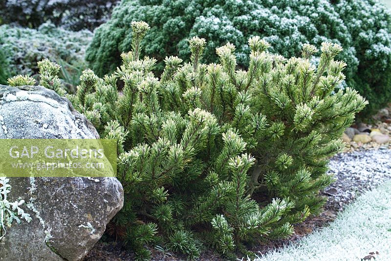 Pinus mugo 'Laarheide' in winter - Dwarf mountain pine