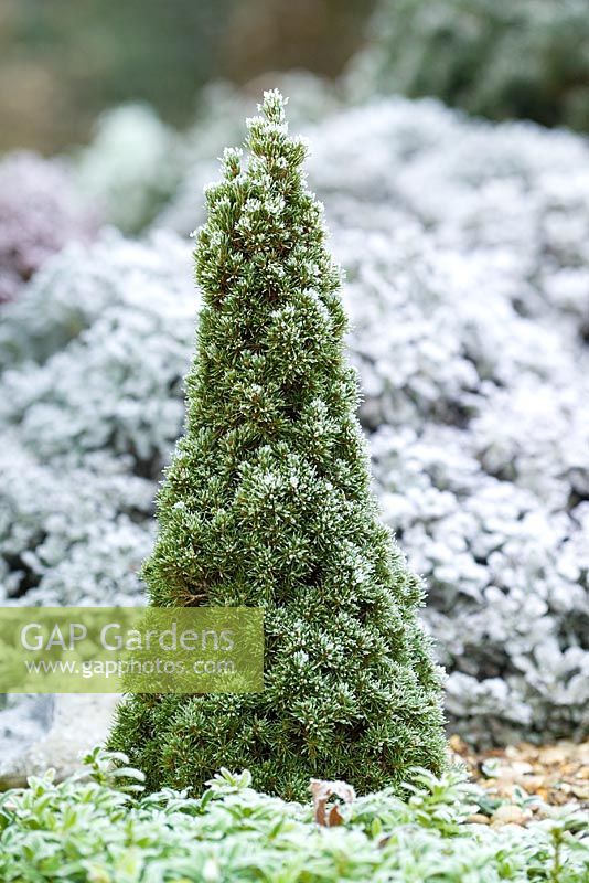 Picea glauca 'Laurin'  - Dwarf conifer with hoar frost