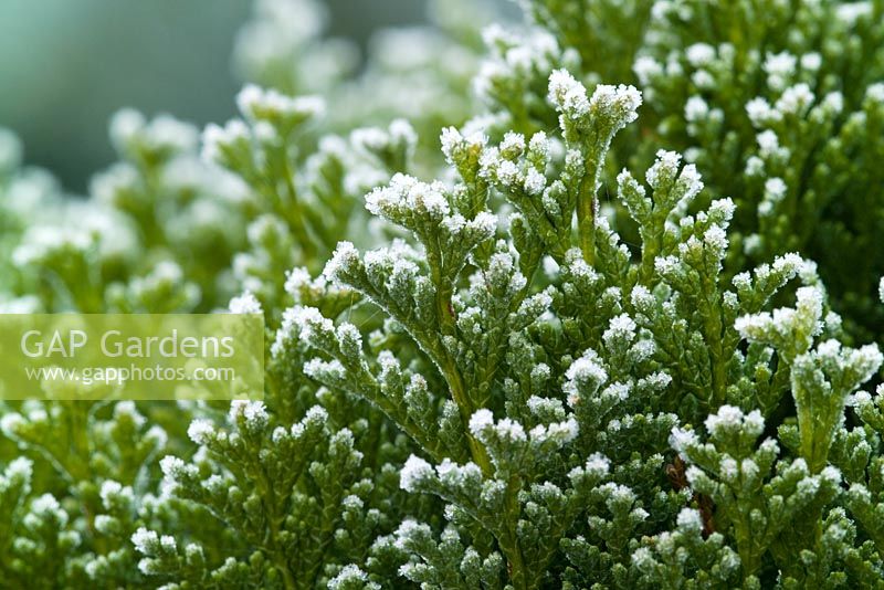 Frost on the foliage of Chamaecyparis lawsoniana 'Minima Glauca' - Cypress