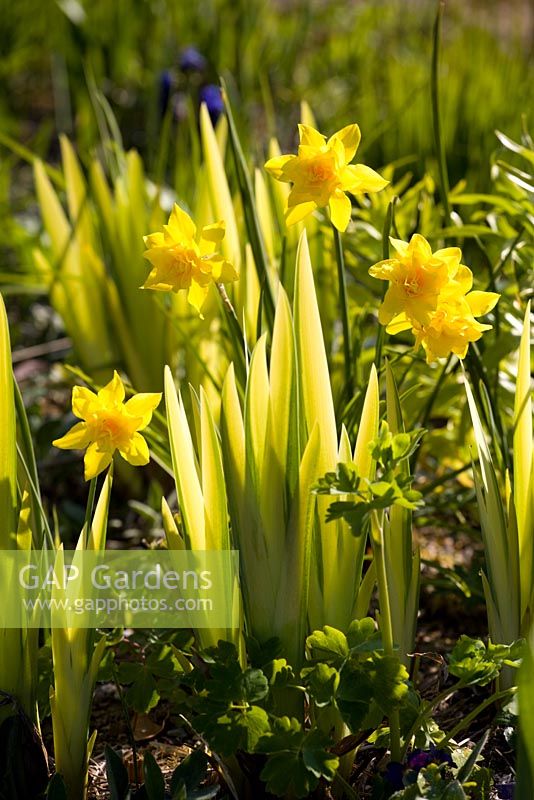 Narcissus jonquilla 'Flore Pleno' with emerging leaves of Iris pseudacorus 'Variegata' at Glebe Cottage