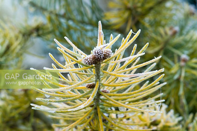 Abies concolor 'Winter Gold' - Hoar frost on White Fir