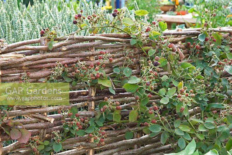 Thornless Blackberry - Dorset Cereals Edible Playground. Gold Medalist and Best in Show - RHS Hampton Court Flower Show 2008