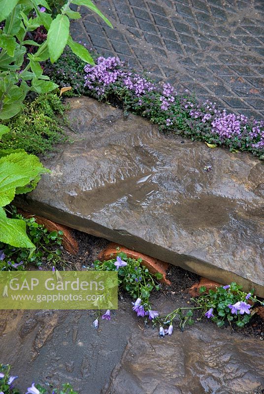 Campanula growing underneath stone step - 'Horsey, Horsey Garden' - RHS Hampton Court Flower Show 2008