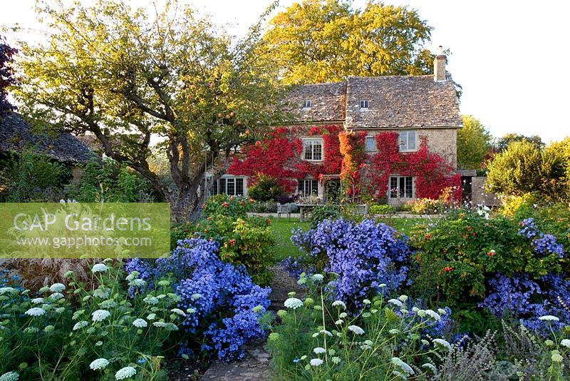 House in Autumn covered with boston ivy and mixed border with Aster turbinellus and Ammi major - The Gray House, Oxfordshire