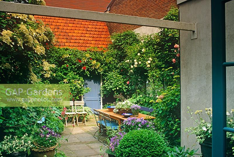 Small urban courtyard garden with paved seating area and Hydrangea petiolaris and mixed Rosa - Holland