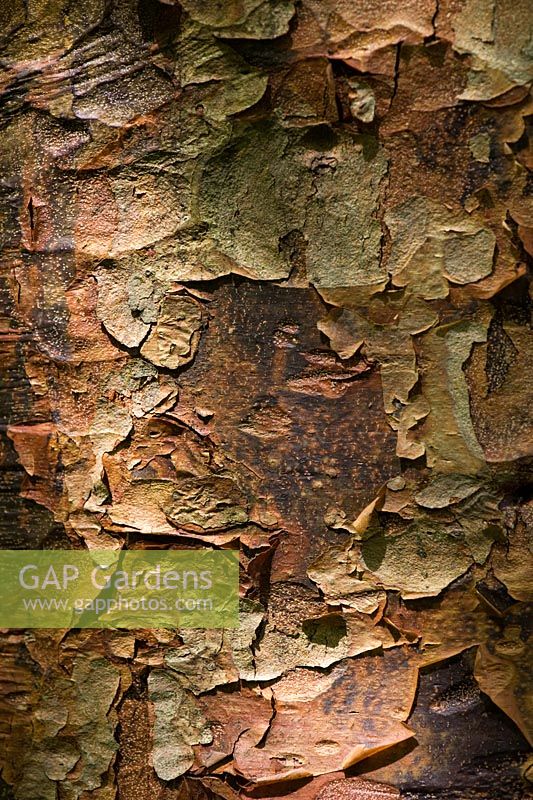 Acer Griseum - Paperbark maple tree