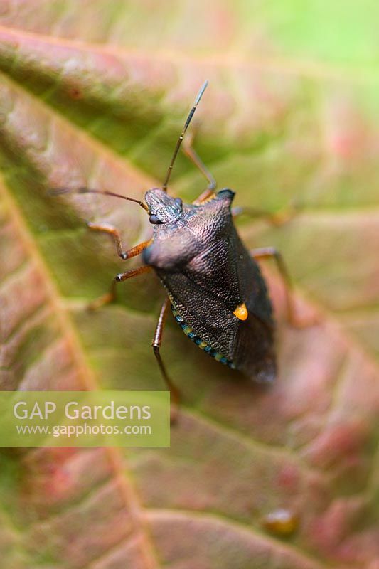 Pentatoma rufipes - Forest Bug which feeds on tree sap on Acer leaf