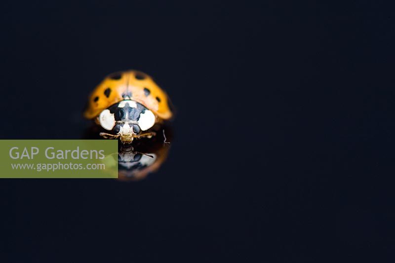 Ladybird on shiny black surface with reflection