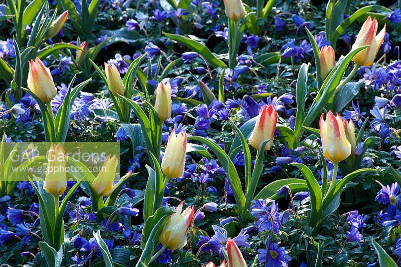 Tulipa greigii 'Addis' and Anemone blanda 'Blue Shades'