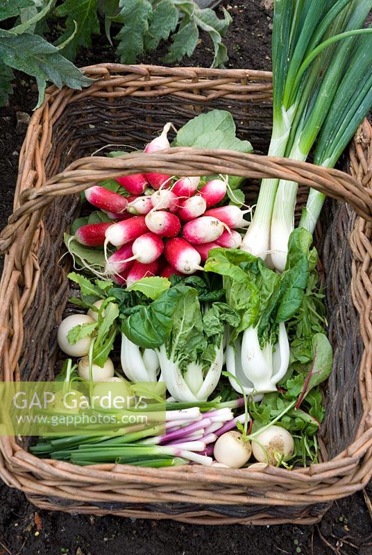 Winter salads and vegetables - Radish French Breakfast', baby turnips, red salad onions var. 'Deep Purple', white salad onions var. 'White Lisbon, pak choi var. 'Joi Choi'