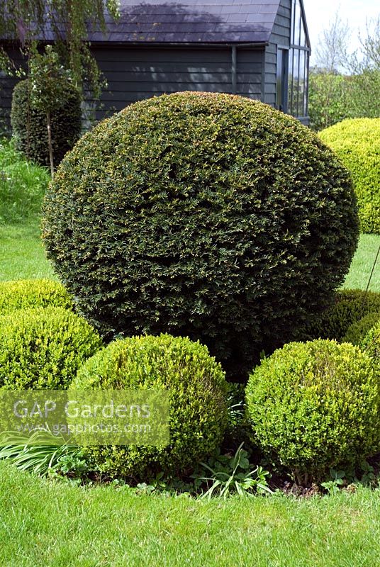 Topiary spheres of Buxus and Taxus in lawn
