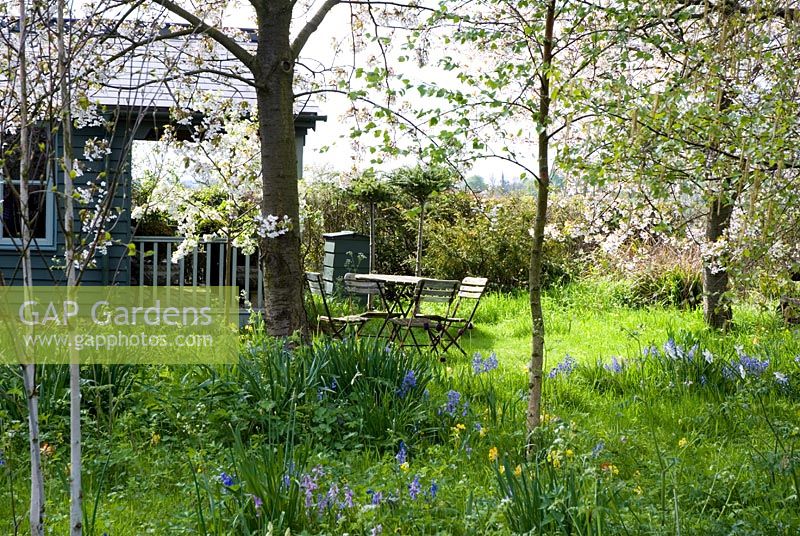 Spring wild flower meadow in country garden orchard with plantings of Cowslips, Bluebells and Narcissus