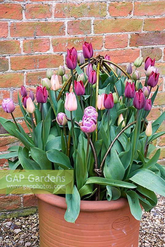 Mixed Tulips in terrracotta container with willow plant supports - Tulipa 'Ronaldo', 'Lydia' and 'Blue Diamond' - Kelmarsh Hall, Northants NGS