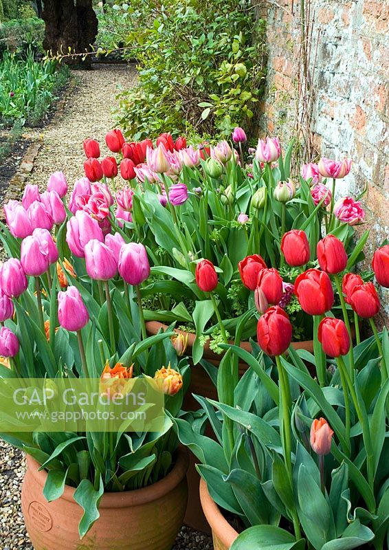 Tulips in container display - Red Tulipa 'Hermitage', Pink Tulipa 'Aafke', Double pink Tulipa 'Garanza' and Orange Tulipa 'Willliam of Orange' - Kelmarsh Hall, Northants, NGS