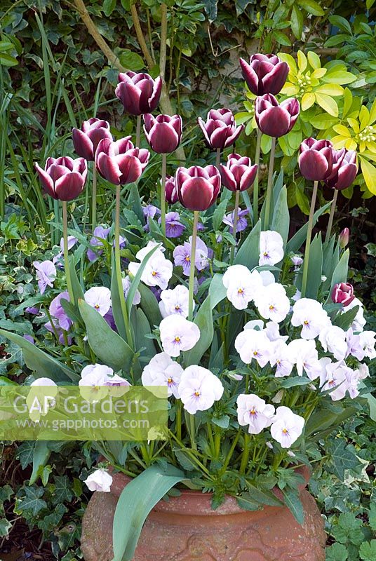 Tulipa 'Jackpot' with Viola in container