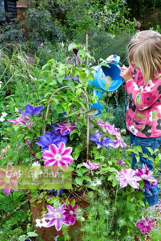 Child watering container of Clematis