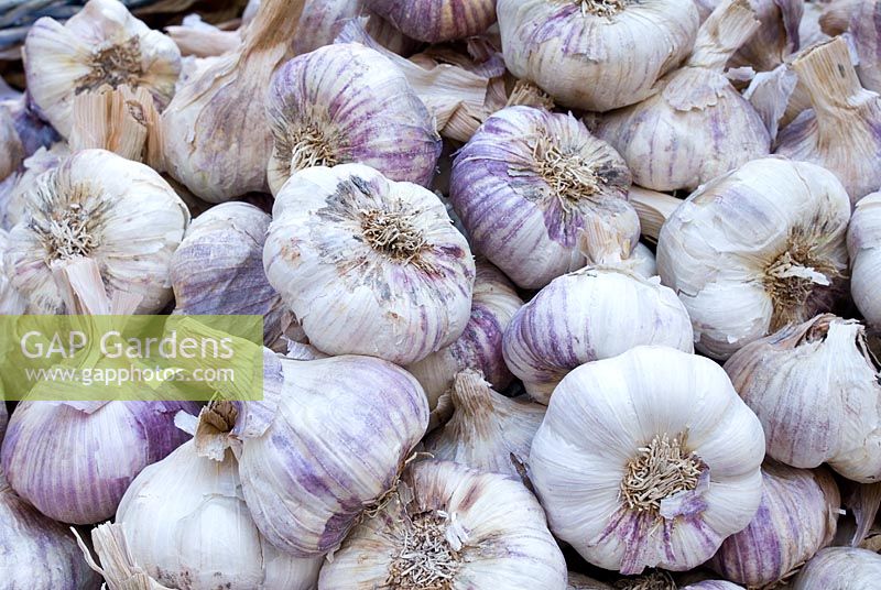Garlic 'Violette' - violet french provencal garlic 