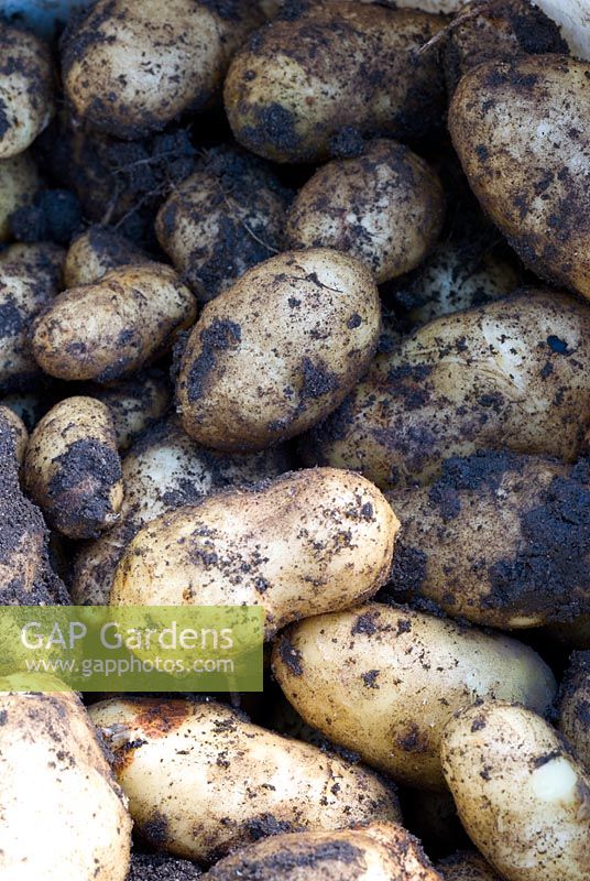 Potatoes 'Arran Pilot' - freshly dug new potatoes