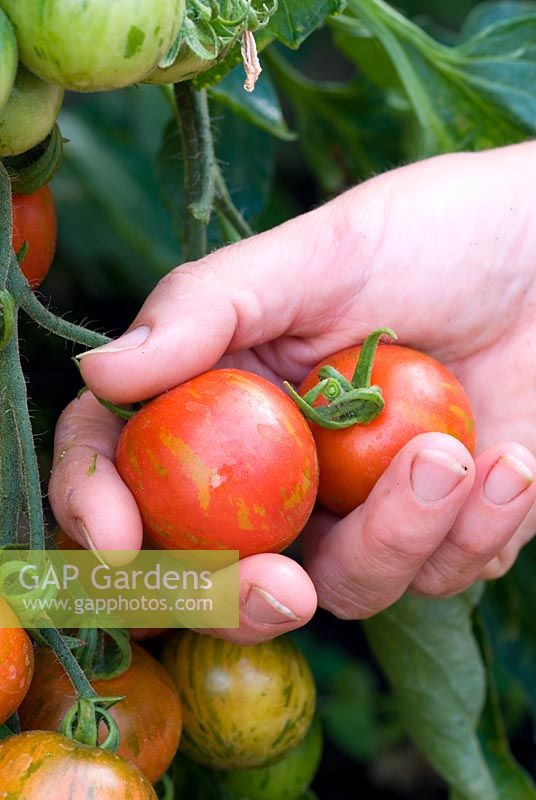 Woman picking Tomato 'Tiger Tom'