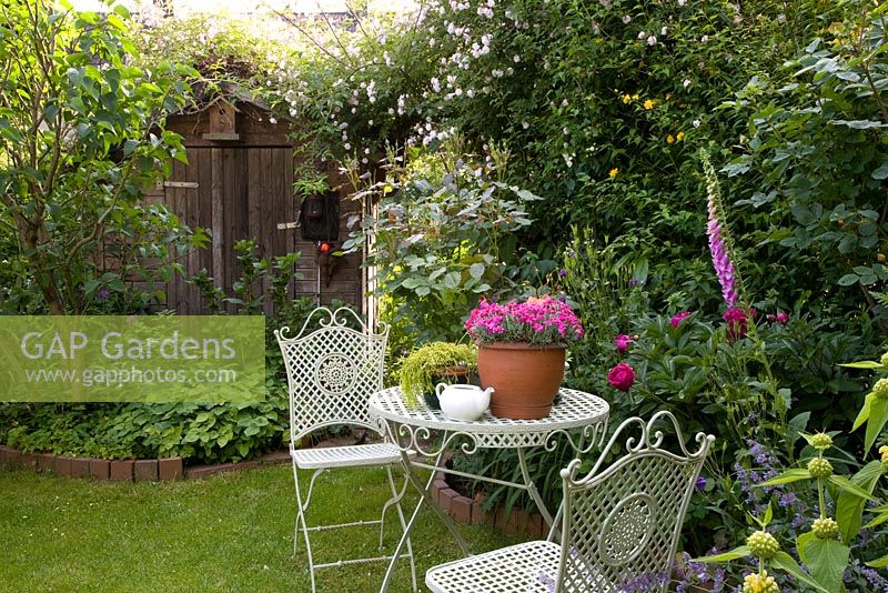 Seating area on lawn in small urban garden with Rosa 'Paul's Himalayan Musk' growing over fence