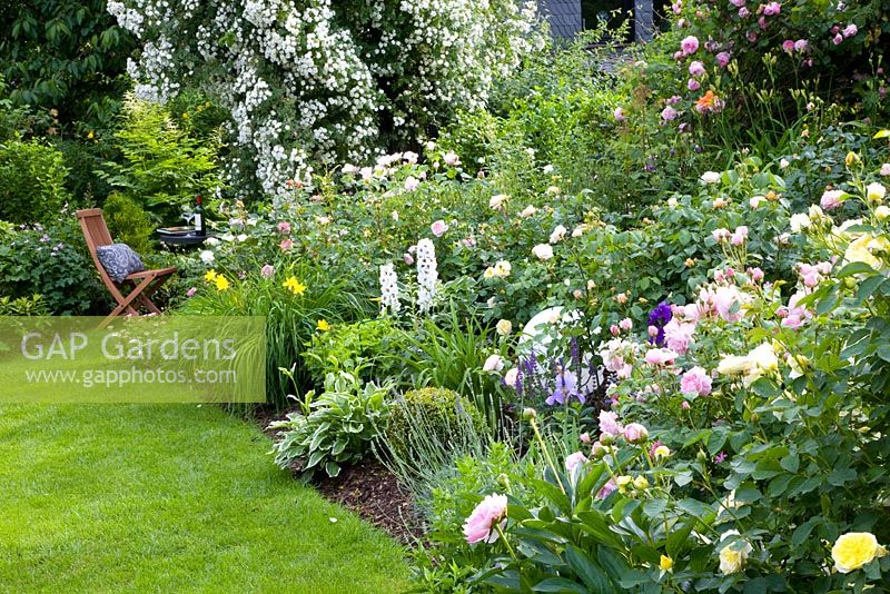 Mixed border including Rosa 'The Pilgrim' and Rosa 'Mary Rose', leading to seating area beneath Rosa 'Rambling Rector'