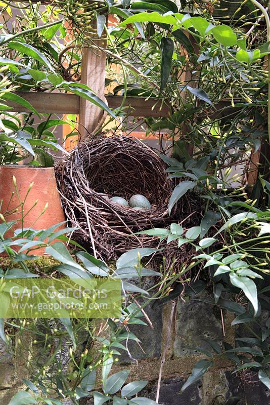 Abandoned blackbird's nest on brick wall surrounded by climbing Jasmine 