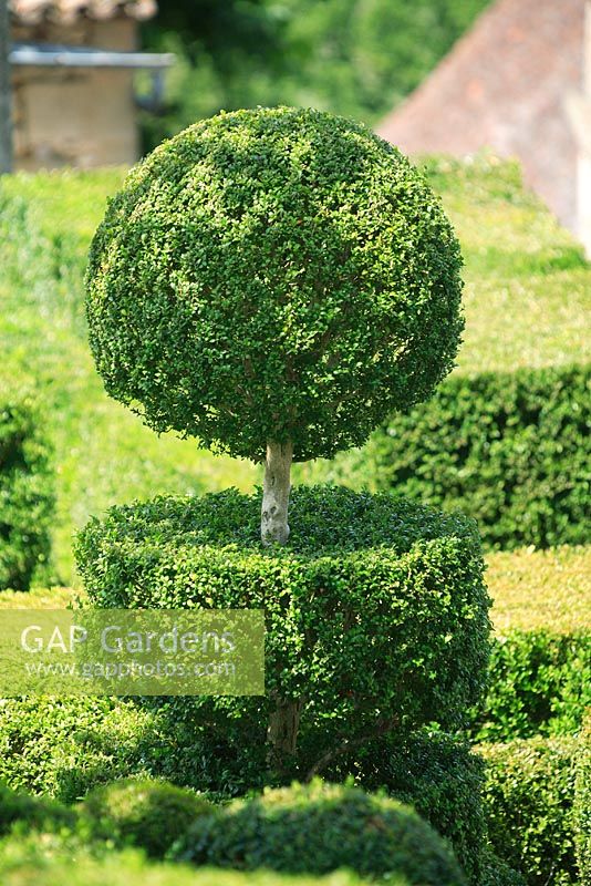 Buxus sempervirens topiary - Marqueyssac Garden Park, Dordogne, France