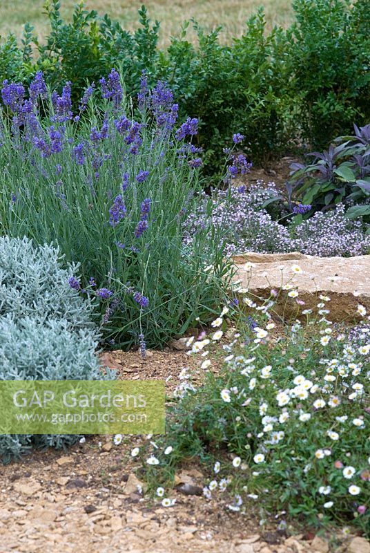Lavandula and herbs planted in gravel - The Dorset Water Lily Garden, RHS Hampton Court Flower Show 2008
