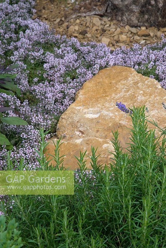 Rosemarinus officinalis and Thymus 'Doone Valley' - The Dorset Water Lily Garden, RHS Hampton Court Flower Show 2008