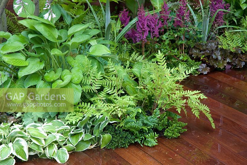 Decking edged with Hostas, Ferns, Heuchera and Astilbe - Formal Elements Garden, RHS Hampton Court Flower Show 2008