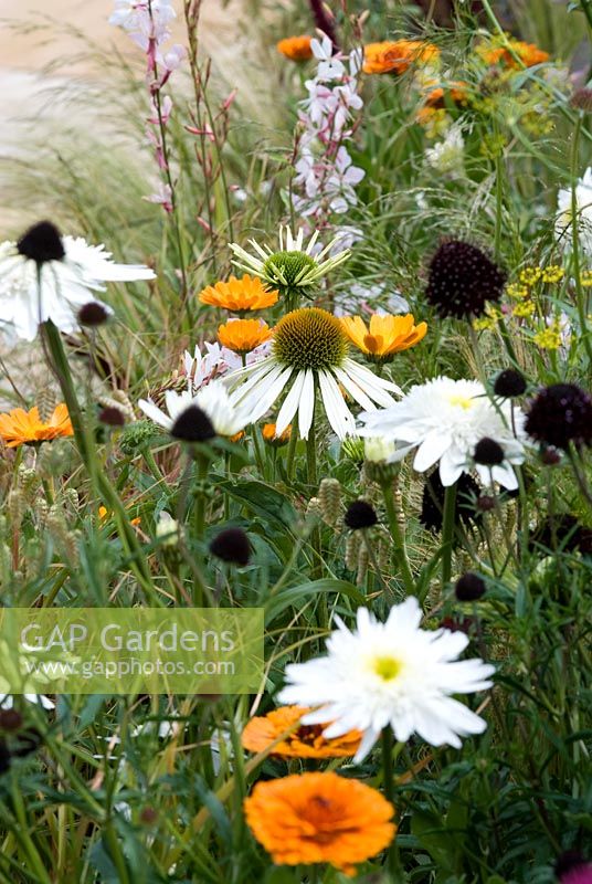 Echinacea 'White Swan' with Scabiosa 'Chile Black' - Branching out with Copella - The Apple Juice Garden - Hampton Court Flower Show 2008