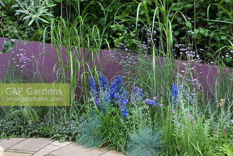 Delphinium planted with Purple Sage,  Festuca glauca, Perovskia 'Blue Spire' and Miscanthus against purple painted wall