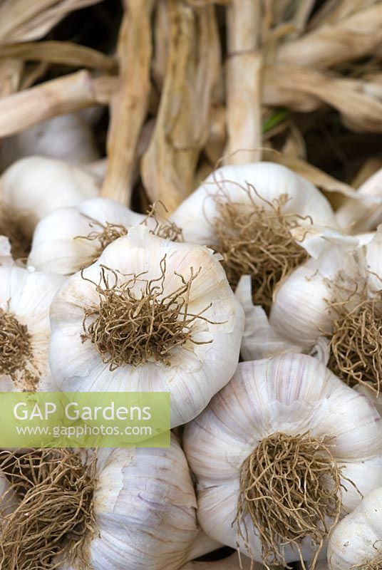 Allium sativum 'Albigensian Wight' - The Garlic Farm, Isle of Wight 
