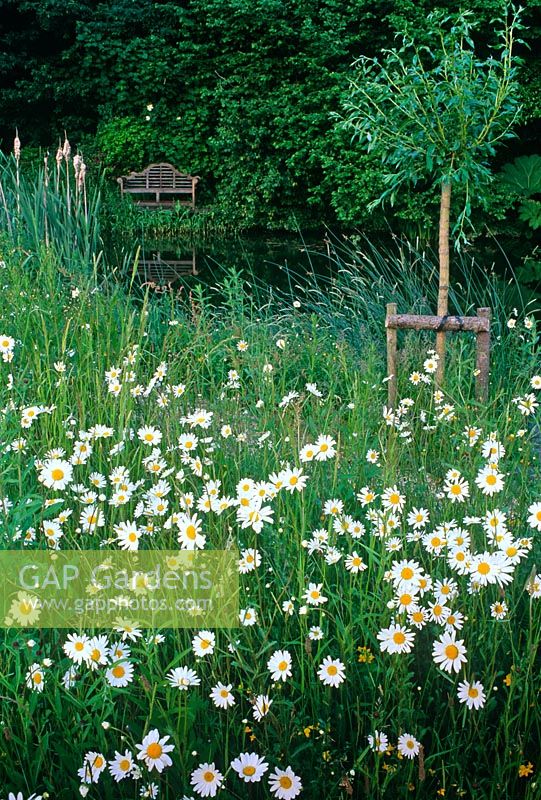 Wildflower meadow with Leucanthemum vulgare and Lutyens seat by pond in background