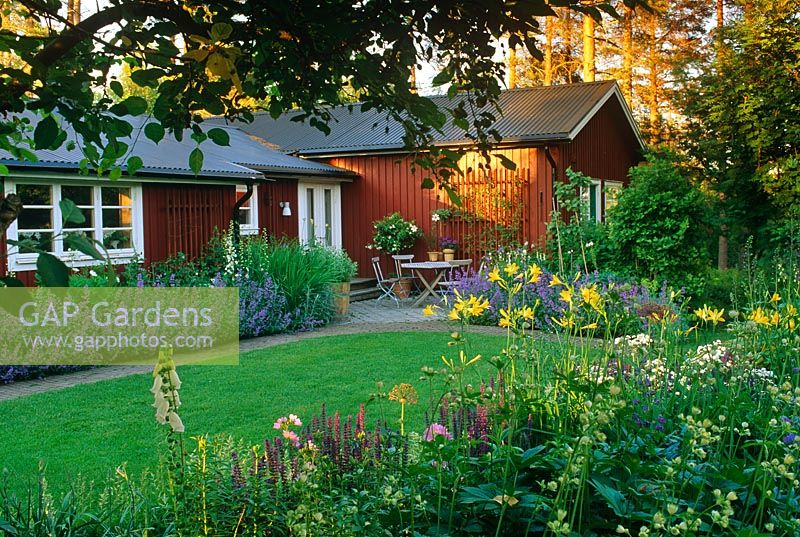Wooden house with lawn and borders containing Nepeta, Salvia and Hemerocallis 
- Ulf Nordfjell's own garden, Agnas, Northern Sweden