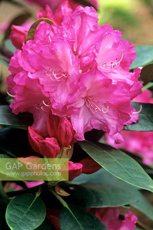 Rhododendron Bluretta - Blue Peter x Yakushimanum