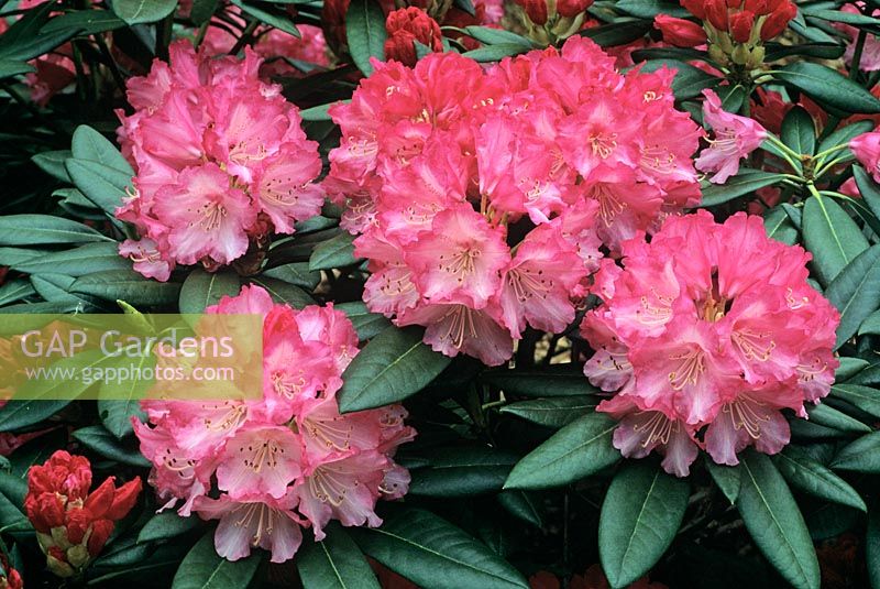 Rhododendron 'Barmstedt'
