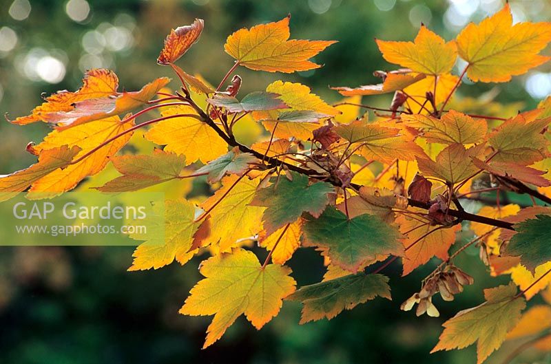 Acer spicatum - Autumn leaves