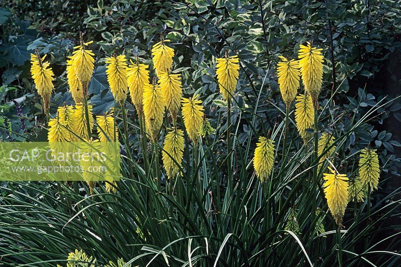 Kniphofia 'August yellow'