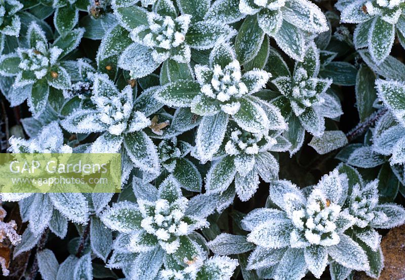 Androsace lanuginosa with frost covered foliage