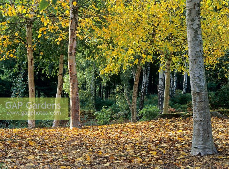 Betula papyrefera in Autumn woodland garden - Valley Garden, Windsor