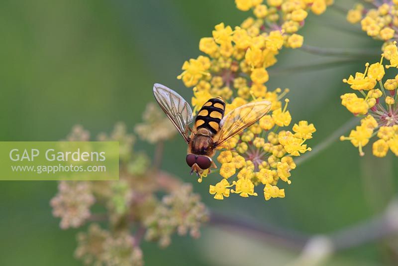 Chrysotoxum spp - Hoverfly at rest on flower

