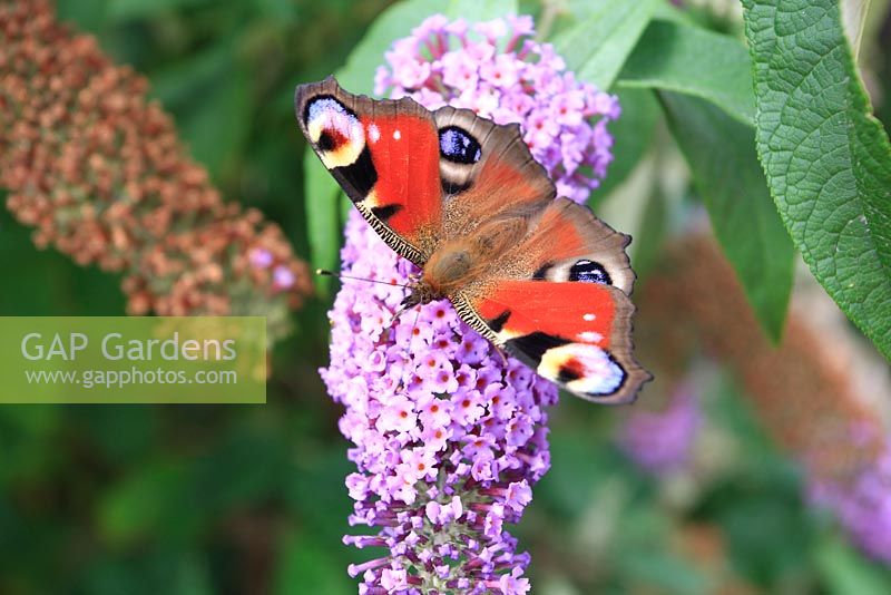 Inachis io - Peacock butterfly taking nectar from Buddliea bush