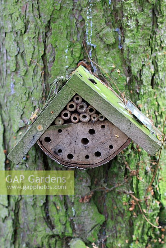 Potter wasp nest box fixed to tree