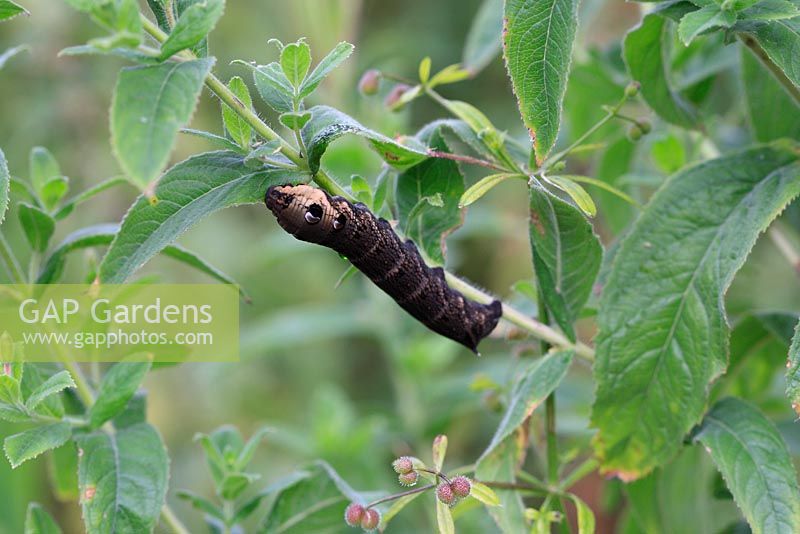 Deilephila elpenor - Elephant hawk moth caterpillar feeding on willowherb